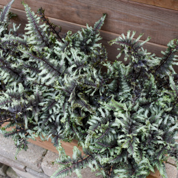 Wietlica japońska -Athyrium niponicum 'Crested Surf'