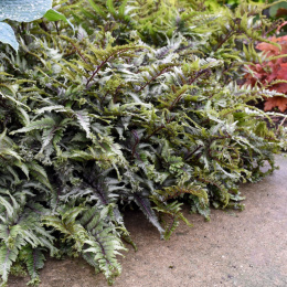 Wietlica japońska -Athyrium niponicum 'Crested Surf'