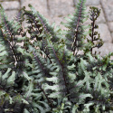 Wietlica japońska -Athyrium niponicum 'Crested Surf'