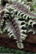 Wietlica japońska -Athyrium niponicum 'Crested Surf'