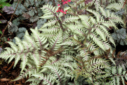 Wietlica japońska -Athyrium niponicum 'Pewter Lace'