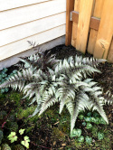 Wietlica japońska -Athyrium niponicum 'Pewter Lace'