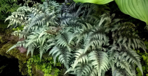 Wietlica japońska -Athyrium niponicum 'Pewter Lace'