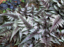 Wietlica japońska -Athyrium niponicum 'Ursula's Red'