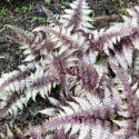 Wietlica japońska -Athyrium niponicum 'Ursula's Red'