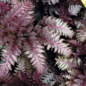 Wietlica japońska -Athyrium niponicum 'Ursula's Red'