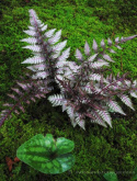 Wietlica japońska -Athyrium niponicum 'Ursula's Red'