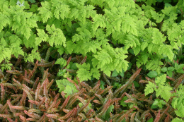 Zachyłka (cienistka) trójkątna „Plumosum”- Gymnocarpium dryopteris 'Plumosum' (p9)