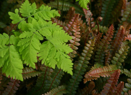 Zachyłka (cienistka) trójkątna „Plumosum”- Gymnocarpium dryopteris 'Plumosum' (p9)