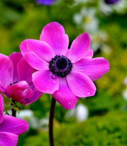 Zawilec wieńcowy- Anemone coronaria 'Sylphide'